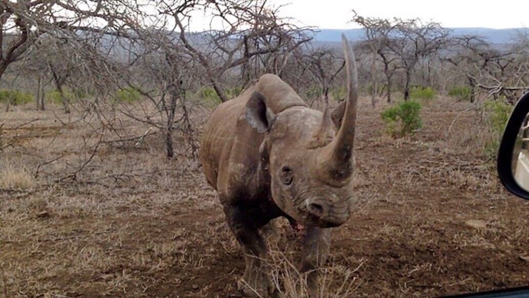 Rhino Charge Save The Rhino Initiative